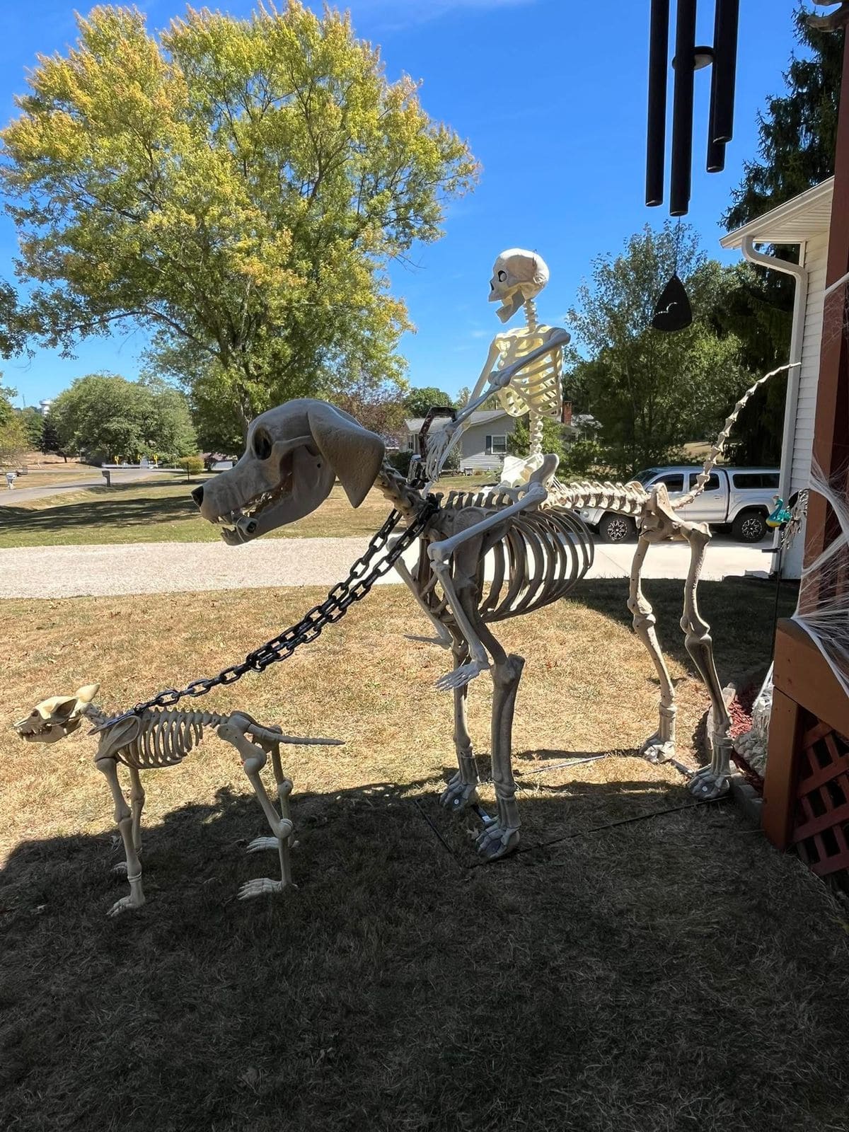 Skeleton Dog Walk Scene